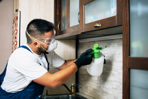 Best Pest Control for Businesses  in Phelan, CA