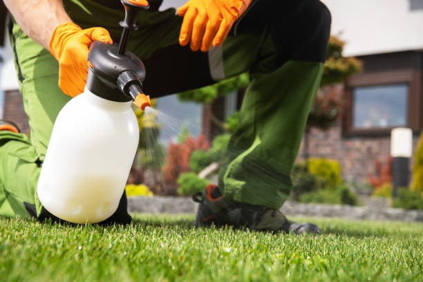 Best Mosquito Control Services  in Phelan, CA