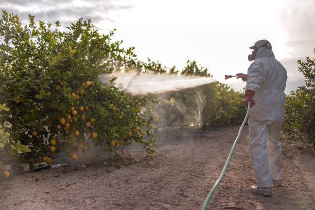 Best Affordable Pest Control Services  in Phelan, CA