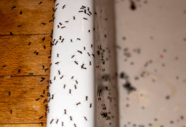 Best Pest Prevention Services  in Phelan, CA