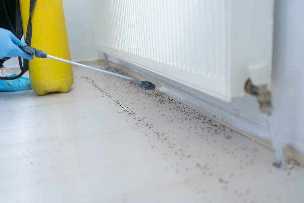 Best Termite Control Services  in Phelan, CA